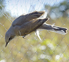 Anti-bird net